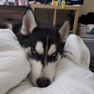 Meet your Posher, Christopher